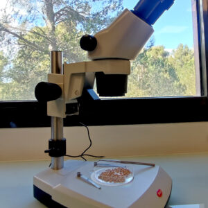 Loupe Binoculaire